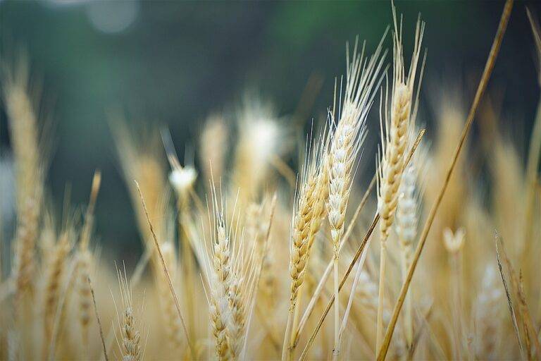 Flour Milling and Urban Agriculture: Rooftop Gardens